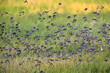 A large flock of birds flying (Java sparrow, Java finch)