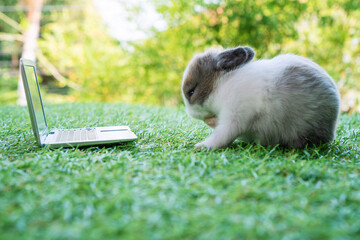 Newborn tiny grey white bunny with small laptop sitting on the green grass. Lovely baby rabbit looking at notebook on lawn natural background. Easter fluffy rodent concept