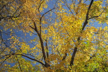 Wall Mural - Background of colorful autumn leaves on a tree