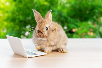Wall Mural - Easter holiday animal, technology e-learning concept. Baby bunny brown wearing eye glasses with laptop sitting on the wood. Lovely baby rabbit looking camera with notebook on bokeh nature background.