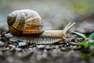 Wall Mural - roman snail helix pomatia on the road