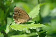 Closeup of an ringlet butterfly (Aphantopus hyperantus) hiding between some weed.