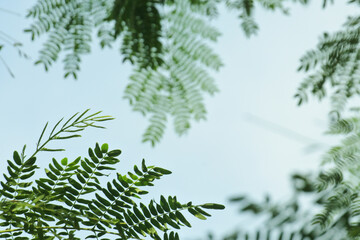 Canvas Print - Closeup of green small leaves against a blurred background