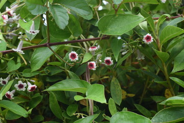 Wall Mural - Skunk vine flowers. Rubiaceae perennial vine plant.