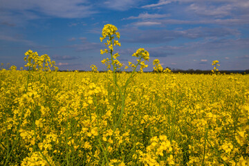 Poster - Blooming rapeseed field of Ukraine against the blue sky with clouds	