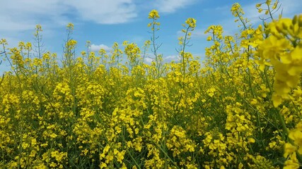 Poster - Blooming rapeseed field of Ukraine against the blue sky with clouds