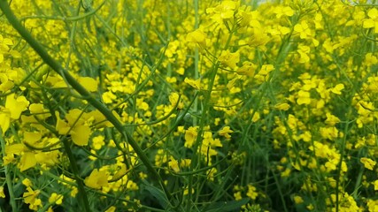 Poster - Blooming rapeseed field of Ukraine against the blue sky with clouds