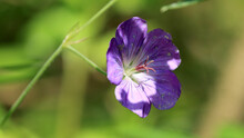 Closeup Shot Of A Purple Forest Geranium On A Blurred Background