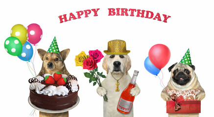 Wall Mural - Three dogs are celebrating a birthday. White background. Isolated.