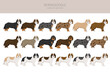 © a7880ss - Bernedoodle mix breed clipart. Different coat colors and poses set