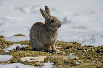 Rabbits yawned in the snow