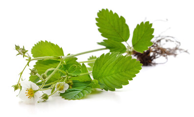 Canvas Print - White strawberry flower and green leaves.