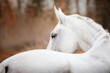 portrait of beautiful holstein grey stallion horse on red forest background
