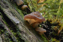 Mushrooms Judas Ear (Auricularia Auricula-judae) A Family Of Fungi Commonly Known As Wood Ear Or Jelly Ear, Edible, Healthy Mushroom