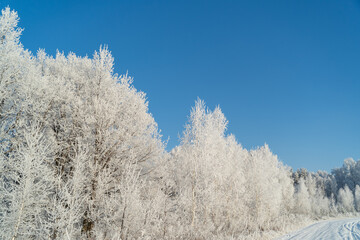 Wall Mural - Winter forest on a frosty sunny day