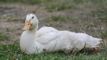 The Domestic White Mulard Duck Sits In The Grass, Yawns And Stretches
