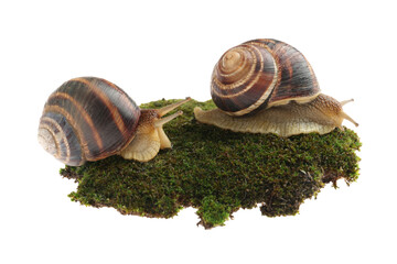 Wall Mural - Common garden snails crawling on green moss against white background