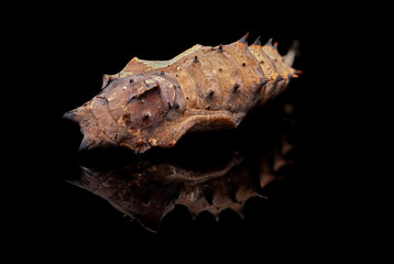 Sticker - Hypolimnas bolina is a species of diurnal butterflies of the Nymphalidae family in the pupal stage, beautiful with horns and a smile, with a human pupal face. with reflection on black background