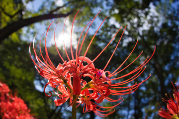 Cluster amaryllis in Kinchakuda,  秋の巾着田の曼殊沙華