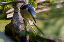 The Black-crowned Night Heron (Nycticorax Nycticorax) On An Evening Hunt