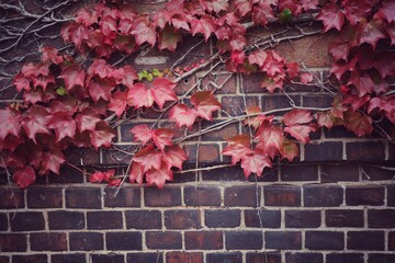 Wall Mural - Soft focus of red maple leaves on old brick wall in autumn. vintage style picture. Nature and background concept.