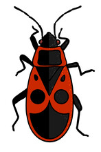 Insect - Red Soldier Bug In Cartoon Style