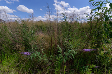 Canvas Print - Wasteland in Summer season. Grand Paris area