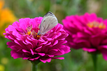 Wall Mural - a large double flower of pink zinnia on a blurry background. a white butterfly sits on a flower.