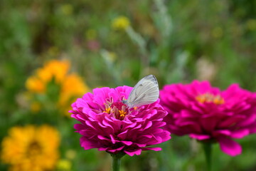 Wall Mural - a large double flower of pink zinnia on a blurry background. a white butterfly sits on a flower.