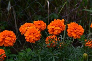 Wall Mural - bright orange blooming marigolds in the garden at dusk.