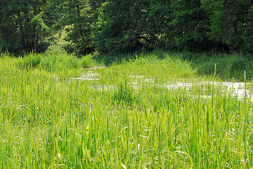 Wall Mural - Wetland in the middle of a farmland