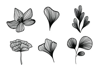 Flower petals and flowers in line. Vector illustration hand draw