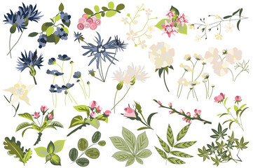 Leinwandbilder - Flower and plants isolated set. Flowering garden and blooming wildflowers different types. Green leaves, beautiful herbs and other. Bundle of floral elements. Vector illustration in hand drawn design