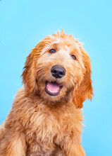 Studio Shot Of A Cute Dog On An Isolated Background