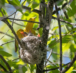 yellow warbler sitting on a branch protecting its young from the hot sun