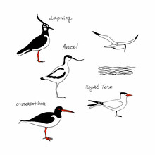Birds With Names. Vector Drawing Line Silhouette Image Set.