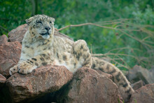 A Snow Leopard Sitting And Resting On Rocks