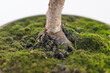 Podstawa pnia młodego bonsai