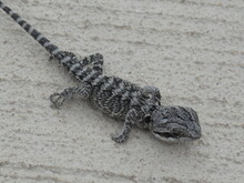 Gray And Black Lizard With Spiky Skin. Unfocused Background. Focus On The Head And Thorax. Western Australia.