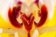close macro orchid, white, red and yellow