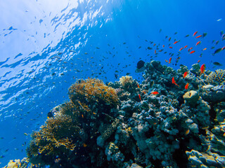 Wall Mural - colorful corals and exotic fishes at the bottom of the red sea. beautiful natural summer background