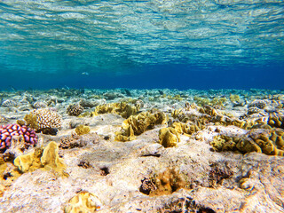 Wall Mural - colorful corals and exotic fishes at the bottom of the red sea. beautiful natural summer background