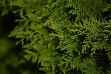 Thuja Green Branches Background, Green Thuja Hedge.