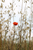 Fototapeta Maki - Maki - kwiaty polne na jasnym tle nieba