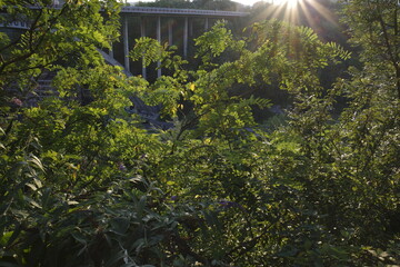 Wall Mural - Vegetation in an urban park