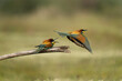 European bee eater have a rest in the meadow. Ornithology in the Rhodope mountains. Bulgaria birds during spring season.