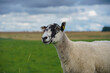 a black and white faced shorn sheep looks on inquisitively 