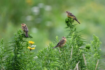 Wall Mural - Three Grasshopper Sparrows sit perched on wild flowers in a meadow