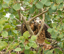 Two Young Hawks