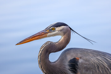 Wall Mural - Side profile view of Great blue Heron